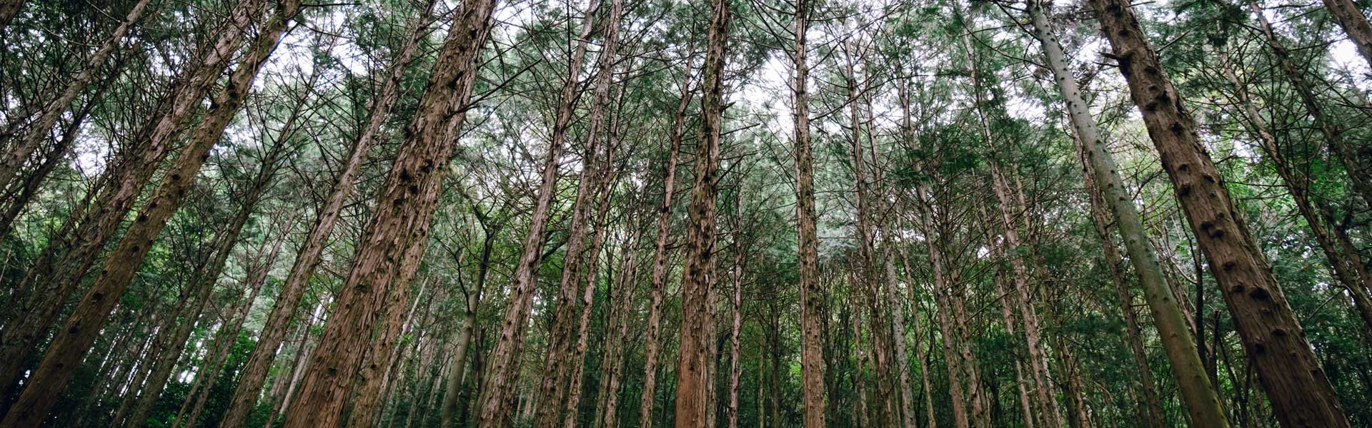 岐阜県森林文化アカデミーの森 ©Takashi Yasui 